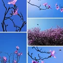 杭州旅游 缩略图 1
