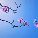 杭州旅游 缩略图 4