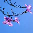 杭州旅游 缩略图 5