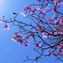 杭州旅游 缩略图 7