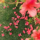南宁旅游 缩略图 14