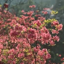 六安旅游 缩略图 6