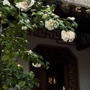 苏州旅游 缩略图 6