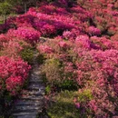武汉旅游 缩略图 1