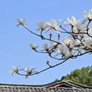 吉安旅游 缩略图 5