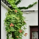 苏州旅游 缩略图 17