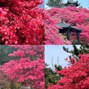黄冈旅游 缩略图 1