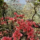 杭州旅游 缩略图 6