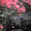 黄冈旅游 缩略图 4