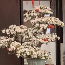 苏州旅游 缩略图 4