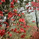 杭州旅游 缩略图 8