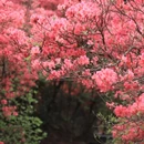 黄冈旅游 缩略图 8