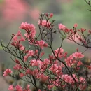 黄冈旅游 缩略图 9