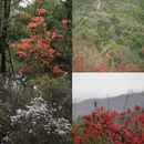 黄山旅游 缩略图 1