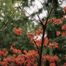 黄山旅游 缩略图 3