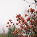 黄山旅游 缩略图 9
