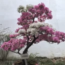 苏州旅游 缩略图 15