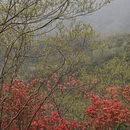 黄山旅游 缩略图 13