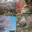 武汉旅游 缩略图 4