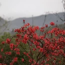 黄山旅游 缩略图 14