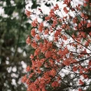 黄山旅游 缩略图 5