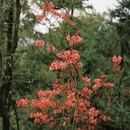 黄山旅游 缩略图 7