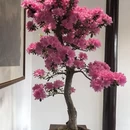 苏州旅游 缩略图 12