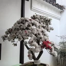 苏州旅游 缩略图 13