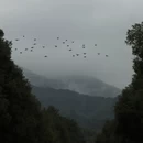 黄山旅游 缩略图 1