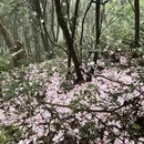深圳旅游 缩略图 1