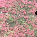 武汉旅游 缩略图 16