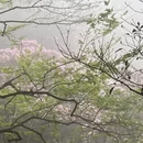 深圳旅游 缩略图 3