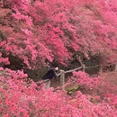武汉旅游 缩略图 4
