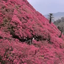 武汉旅游 缩略图 5