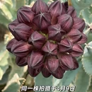 厦门旅游 缩略图 5