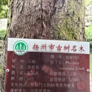 扬州旅游 缩略图 7