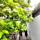 扬州旅游 缩略图 2