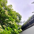 扬州旅游 缩略图 4