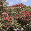 毕节旅游 缩略图 4