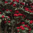 毕节旅游 缩略图 3