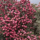 毕节旅游 缩略图 11