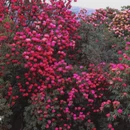 毕节旅游 缩略图 2