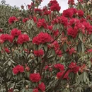 毕节旅游 缩略图 4