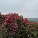 遵义旅游 缩略图 11