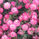 毕节旅游 缩略图 5