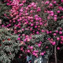 毕节旅游 缩略图 9