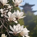 杭州旅游 缩略图 5
