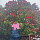 安顺旅游 缩略图 1