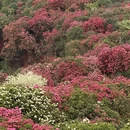毕节旅游 缩略图 12