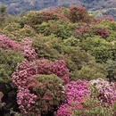安顺旅游 缩略图 1